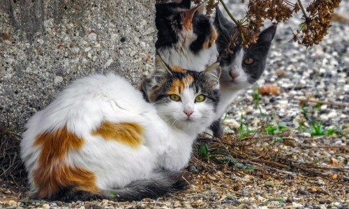 Sterylizacja i kastracja kotów wolno żyjących