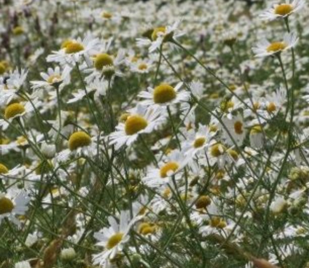 Zielnik Biblioteczny | Rumianek pospolity